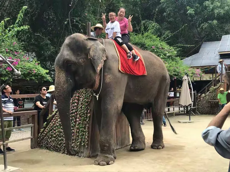 云南野象主场告捷,实力不容小视的简单介绍 云南野象主场告捷,实力不容小视的简单介绍